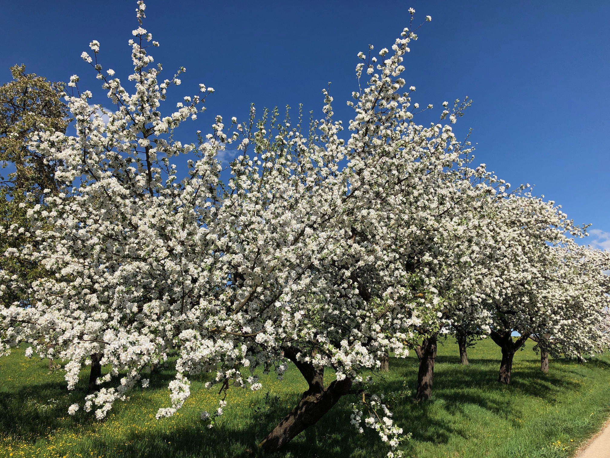 Apfelblüte im Obstgarten